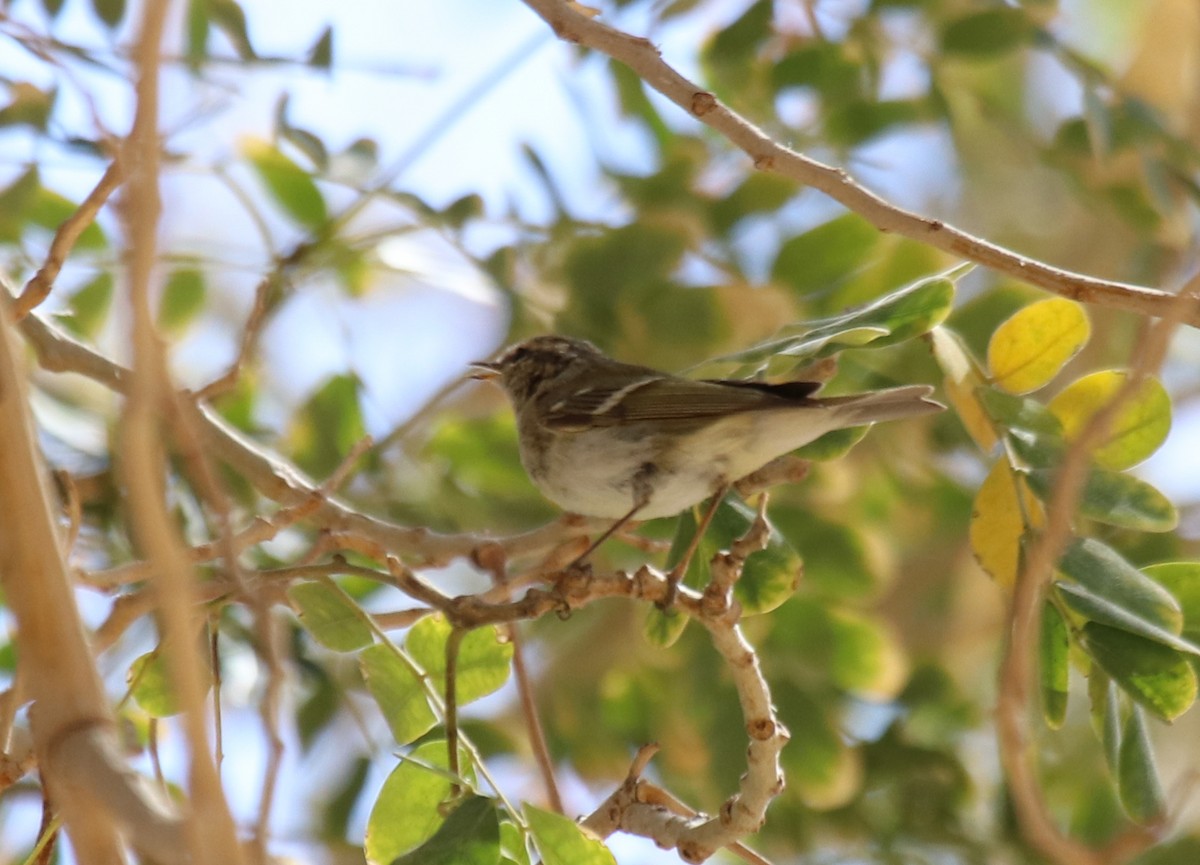 Hume's Warbler - ML542480841