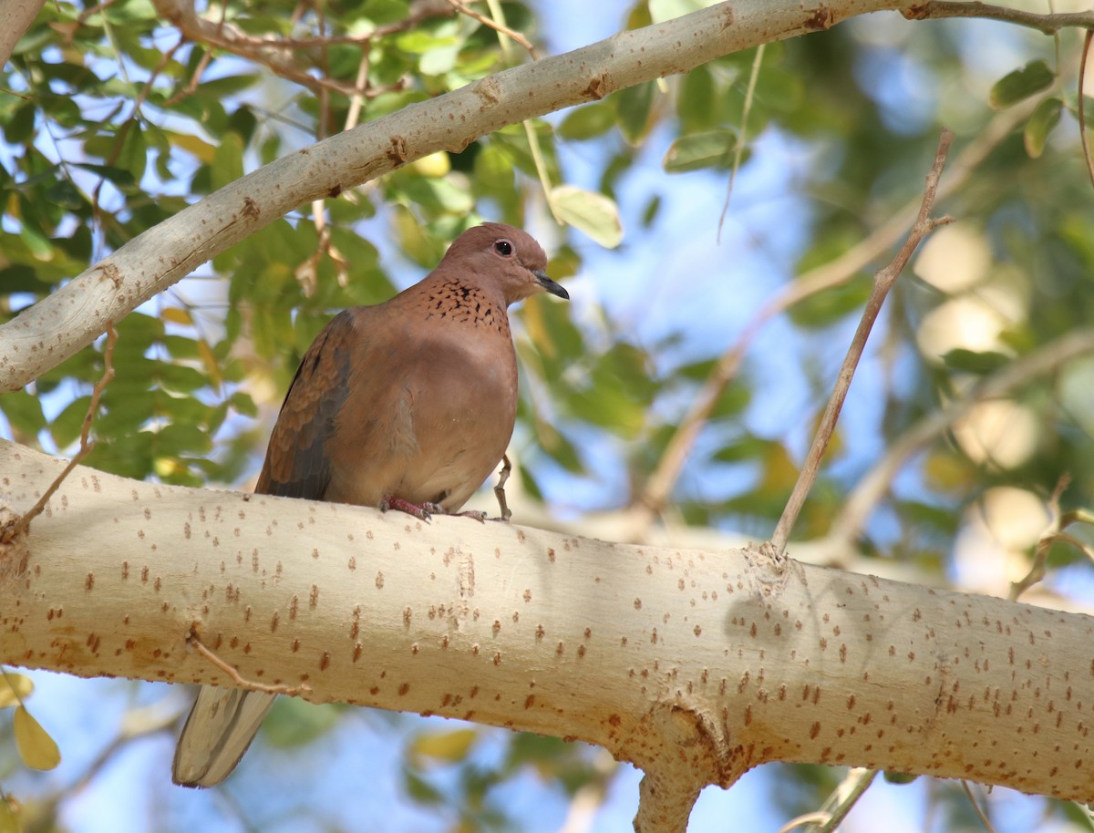 Laughing Dove - ML542481671