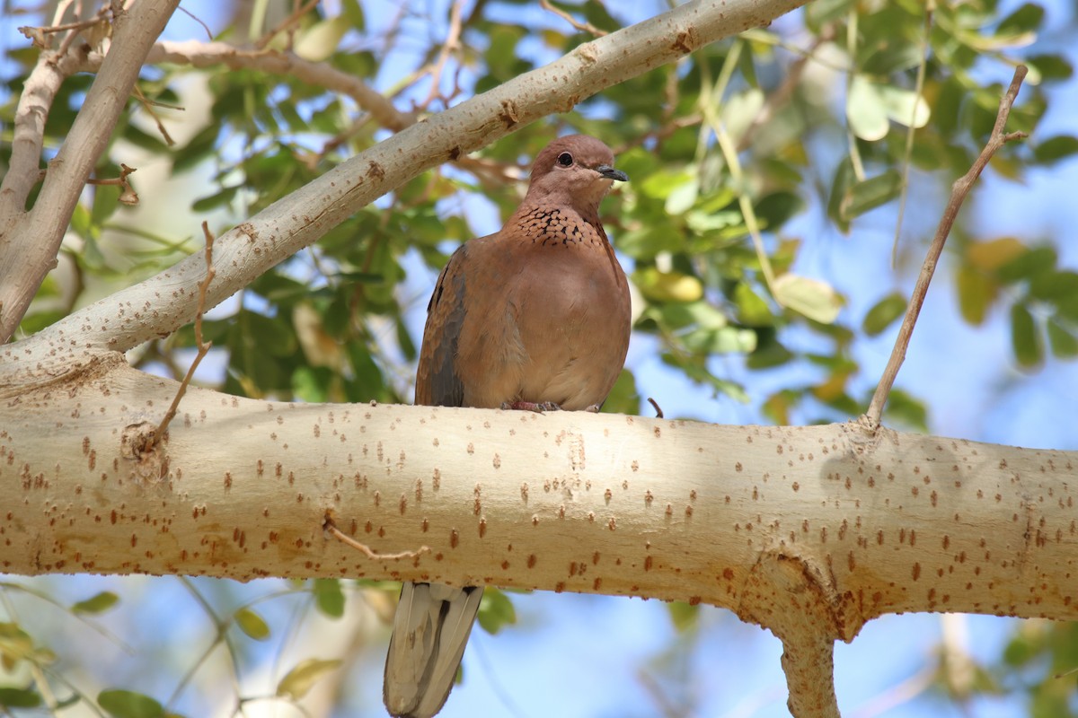 Laughing Dove - ML542481691