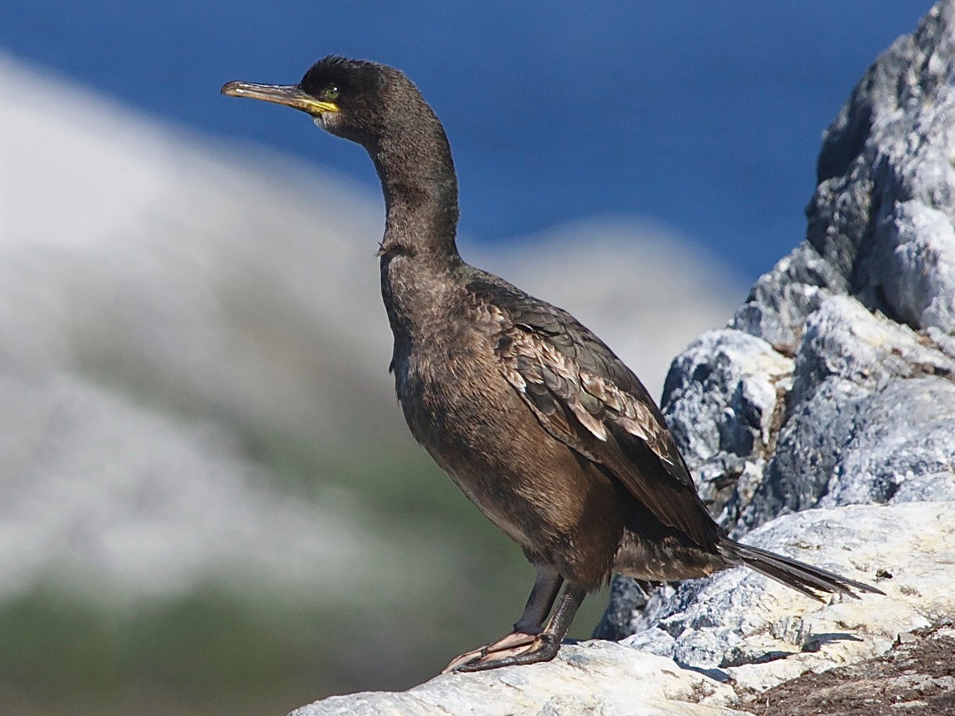 European Shag - Karl Overman