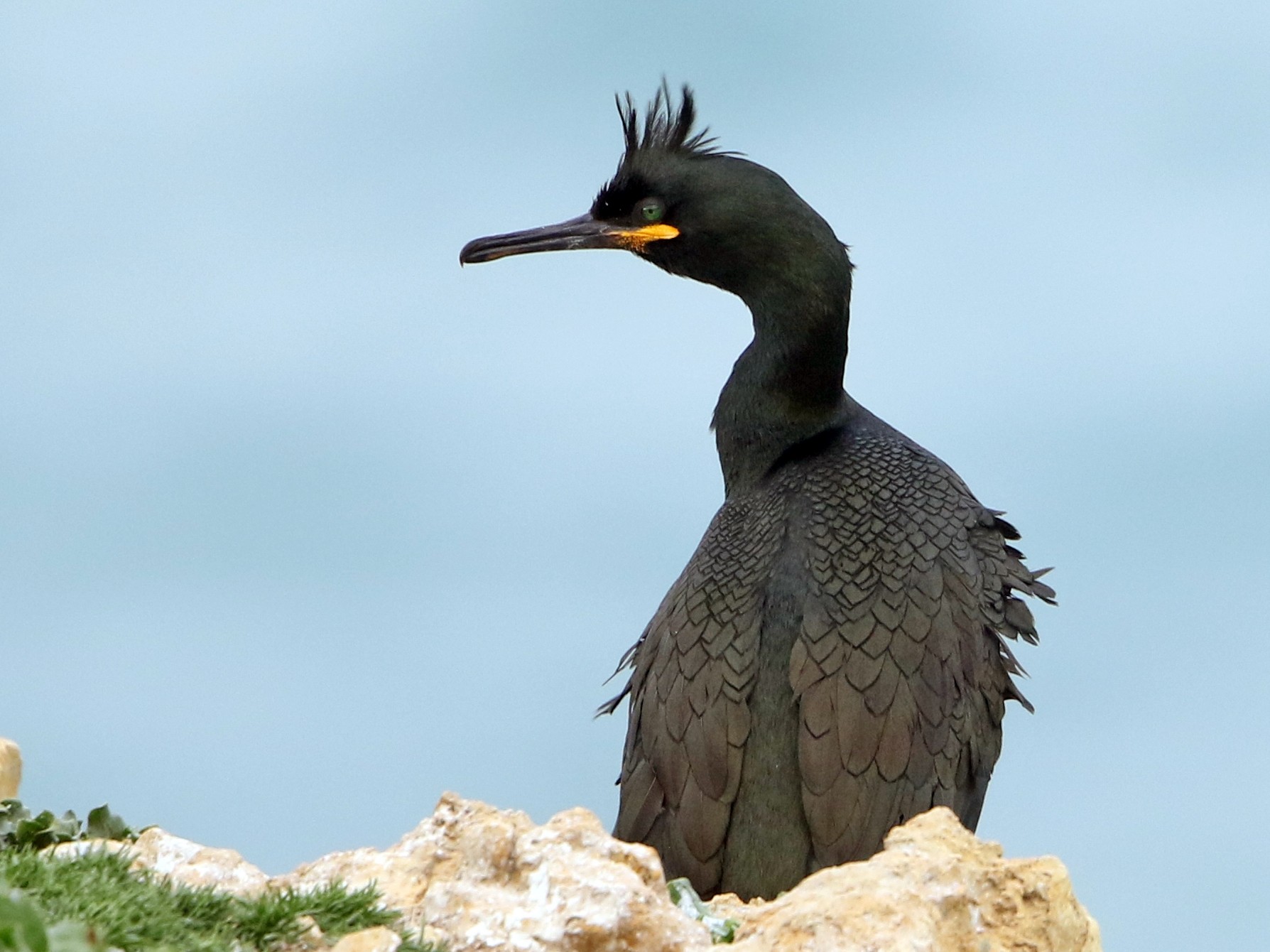 European Shag - Bradley Hacker 🦜