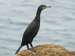 European Shag Gulosus Aristotelis Birds Of The World