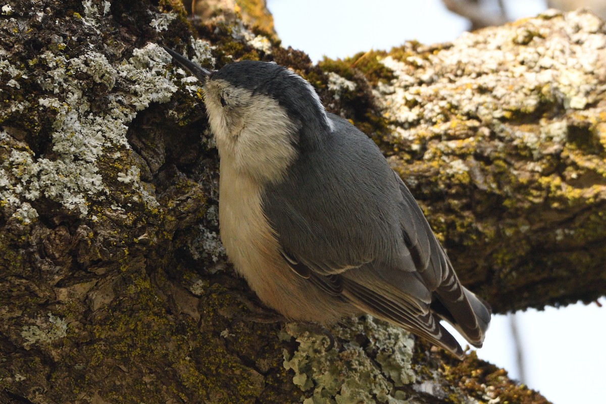 White-breasted Nuthatch - Jari Toivanen