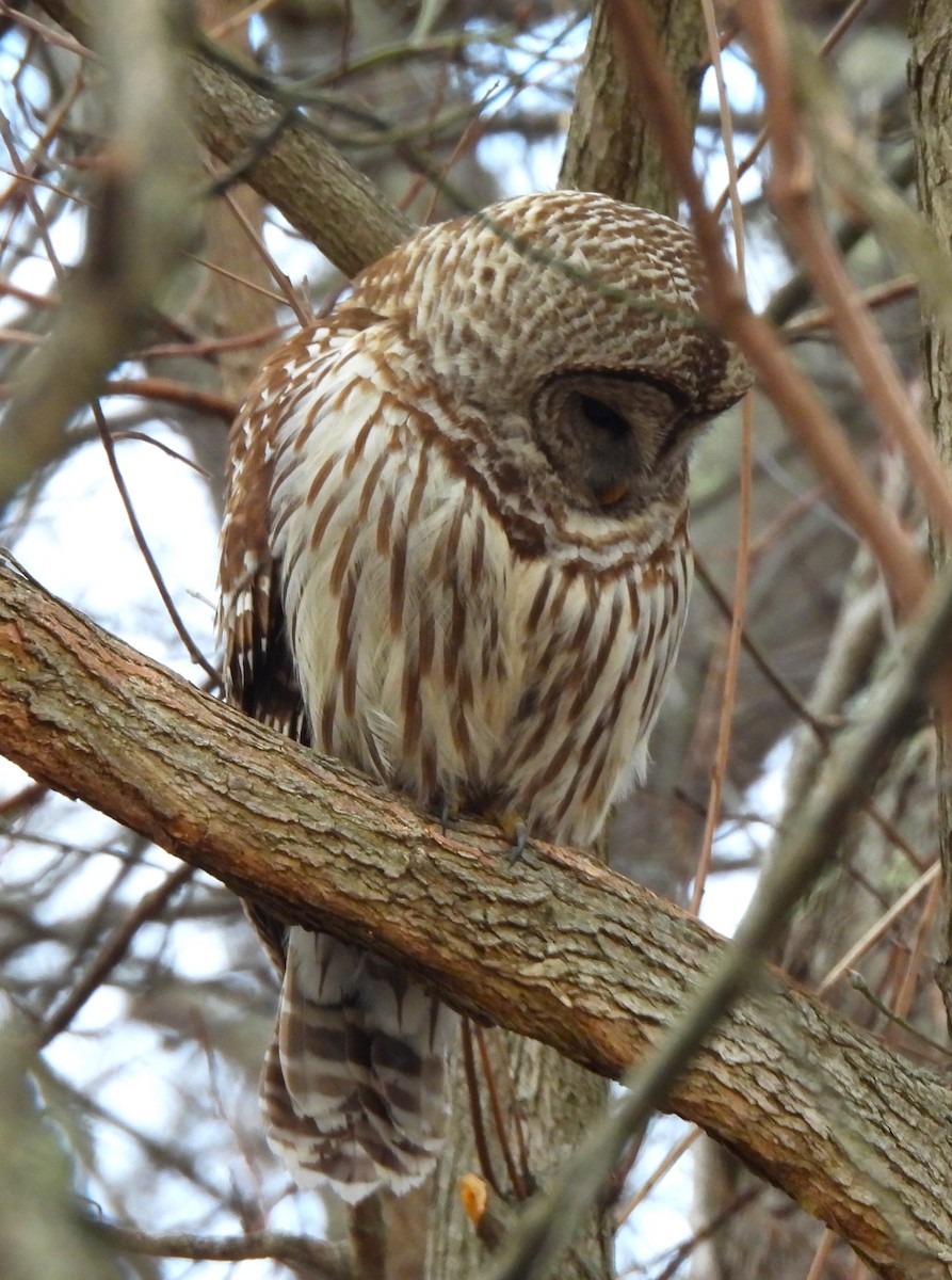 Barred Owl - ML542486971