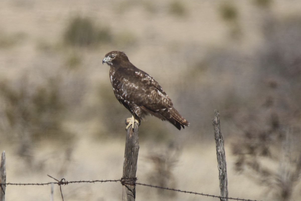 Red-tailed Hawk (Harlan's) - ML542487441