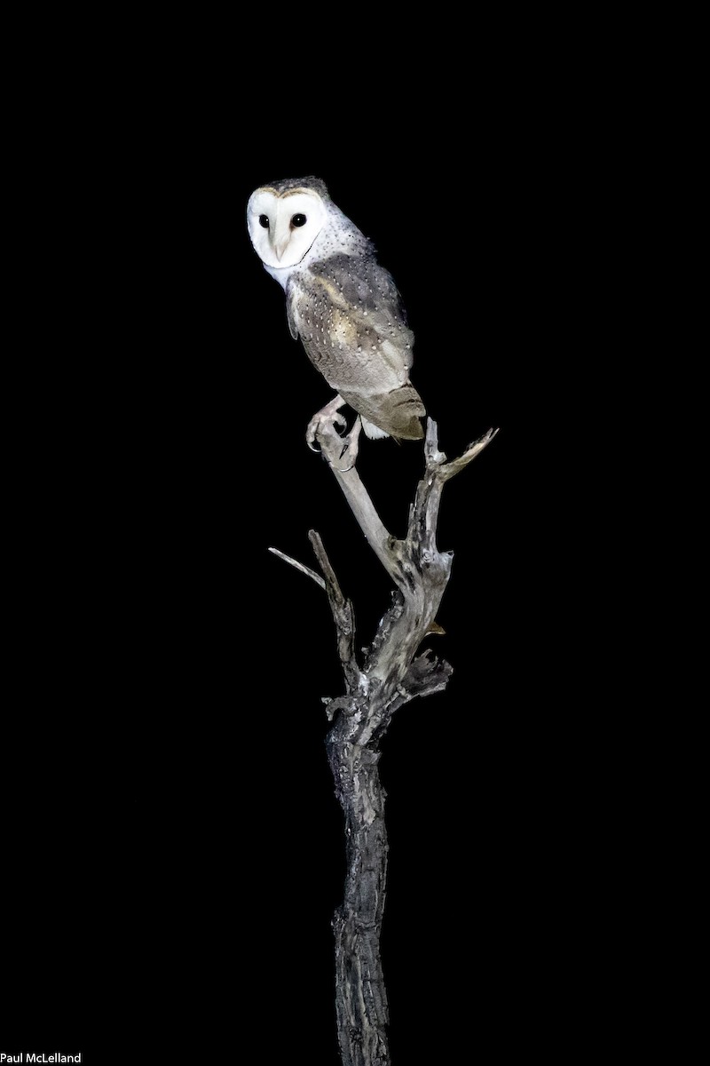 Barn Owl (Eastern) - ML542489831