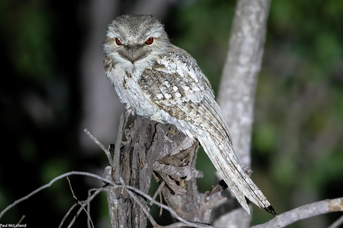 Papuan Frogmouth - ML542492191