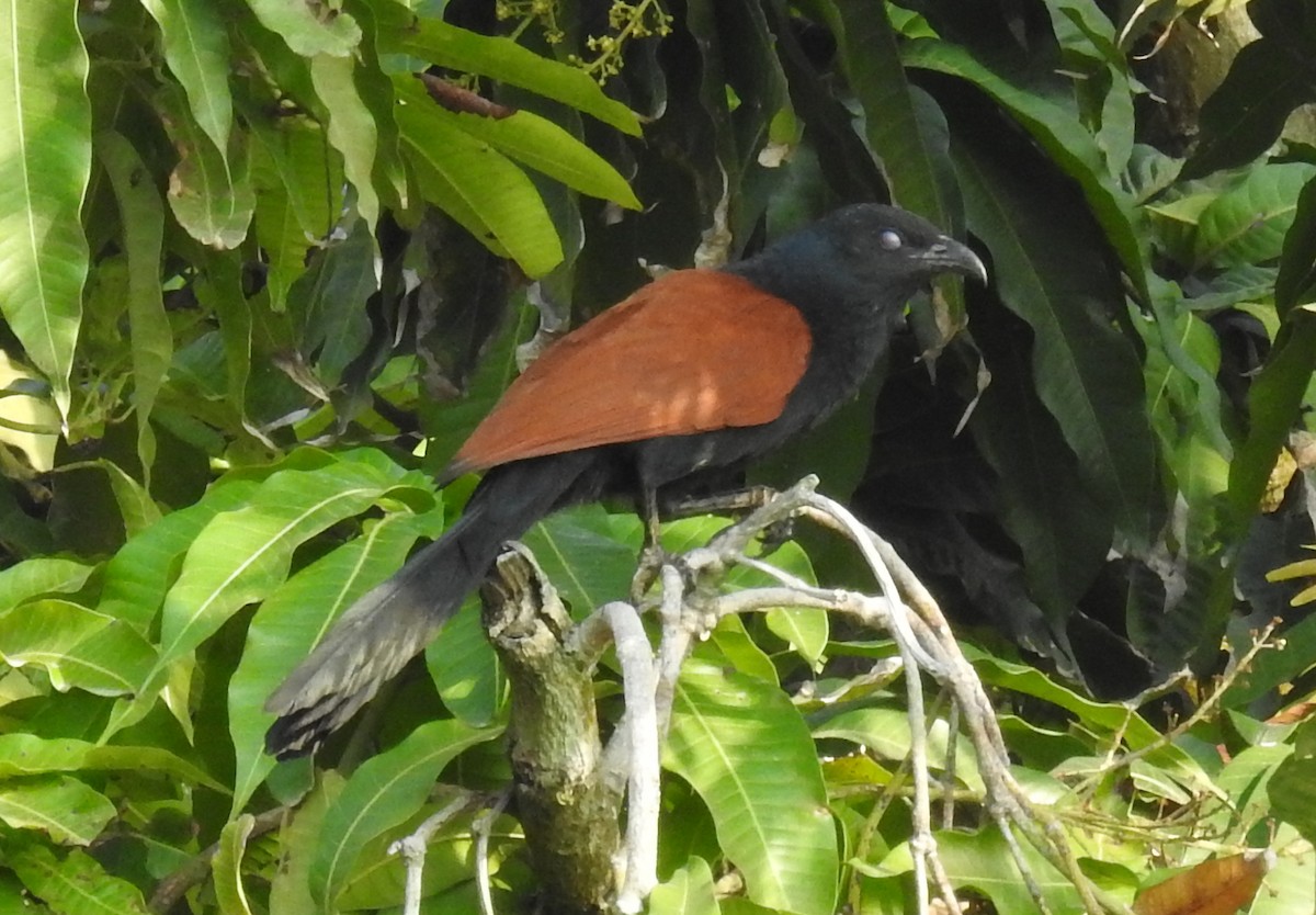 Greater Coucal - ML542493321
