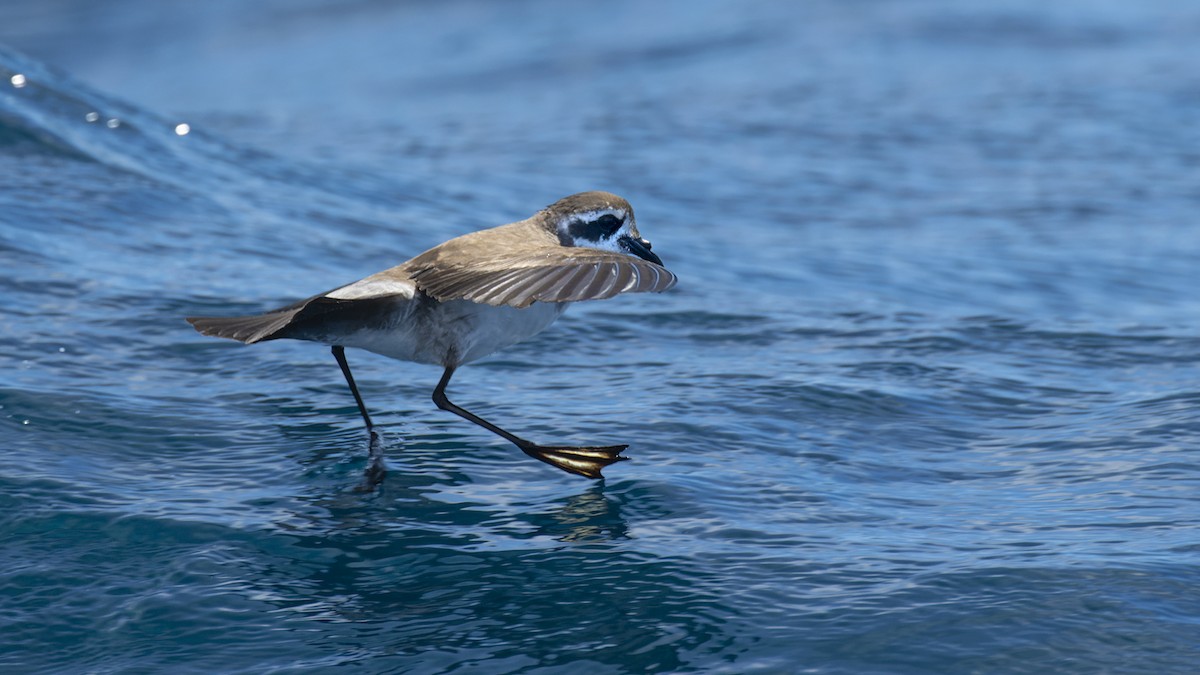 New Zealand Bird Atlas Checklist Feb Hauraki Gulf Pelagic Species