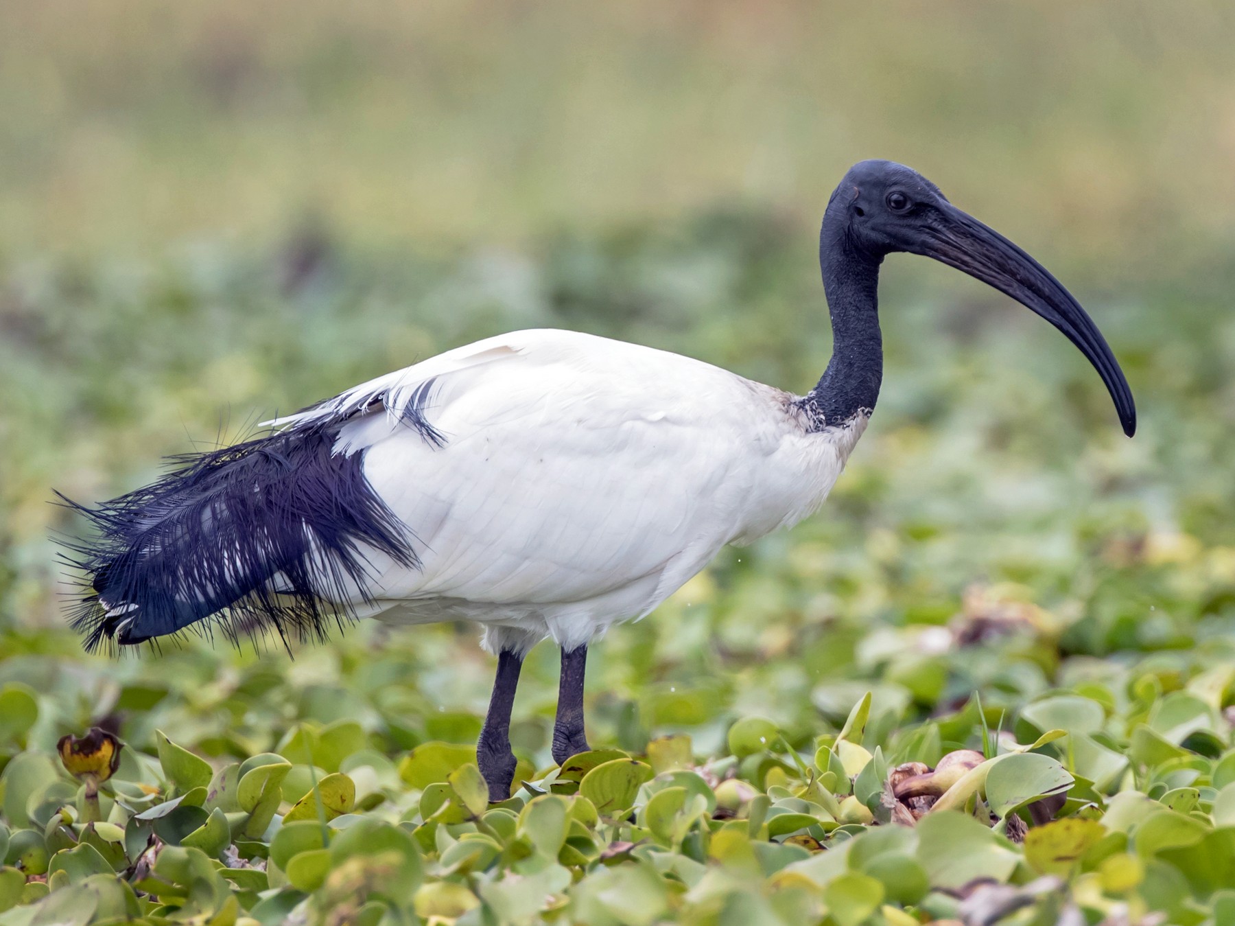 Egyptian Ibis Bird