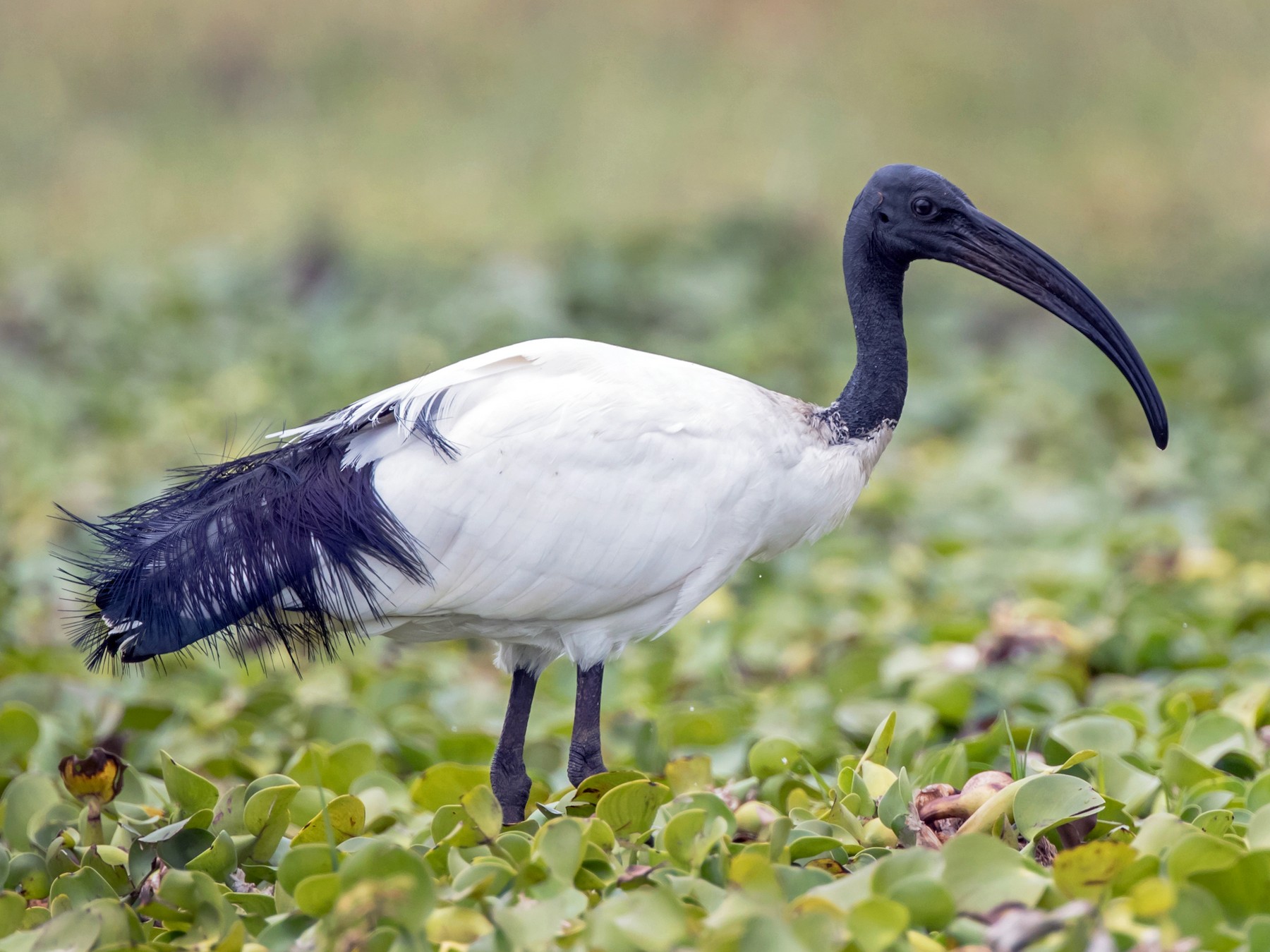 African Sacred Ibis EBird Espa a