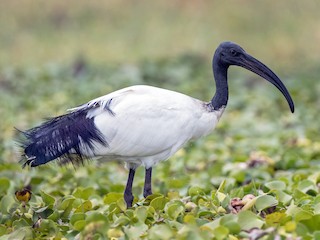  - African Sacred Ibis