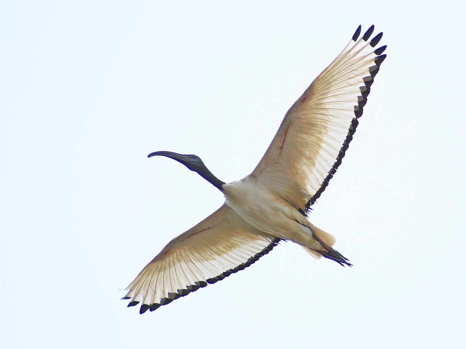 African Sacred Ibis - Thomas Quartier