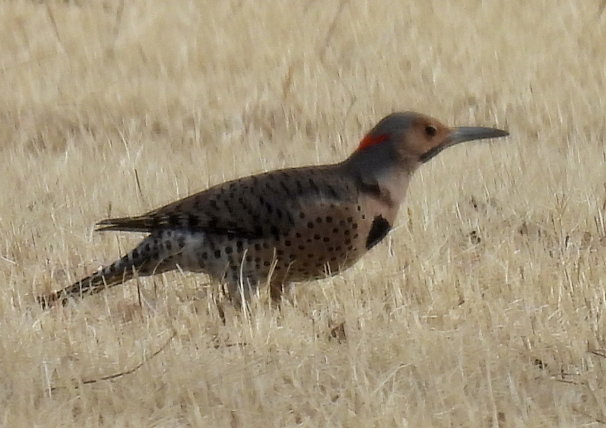 Northern Flicker (Yellow-shafted) - ML542494731
