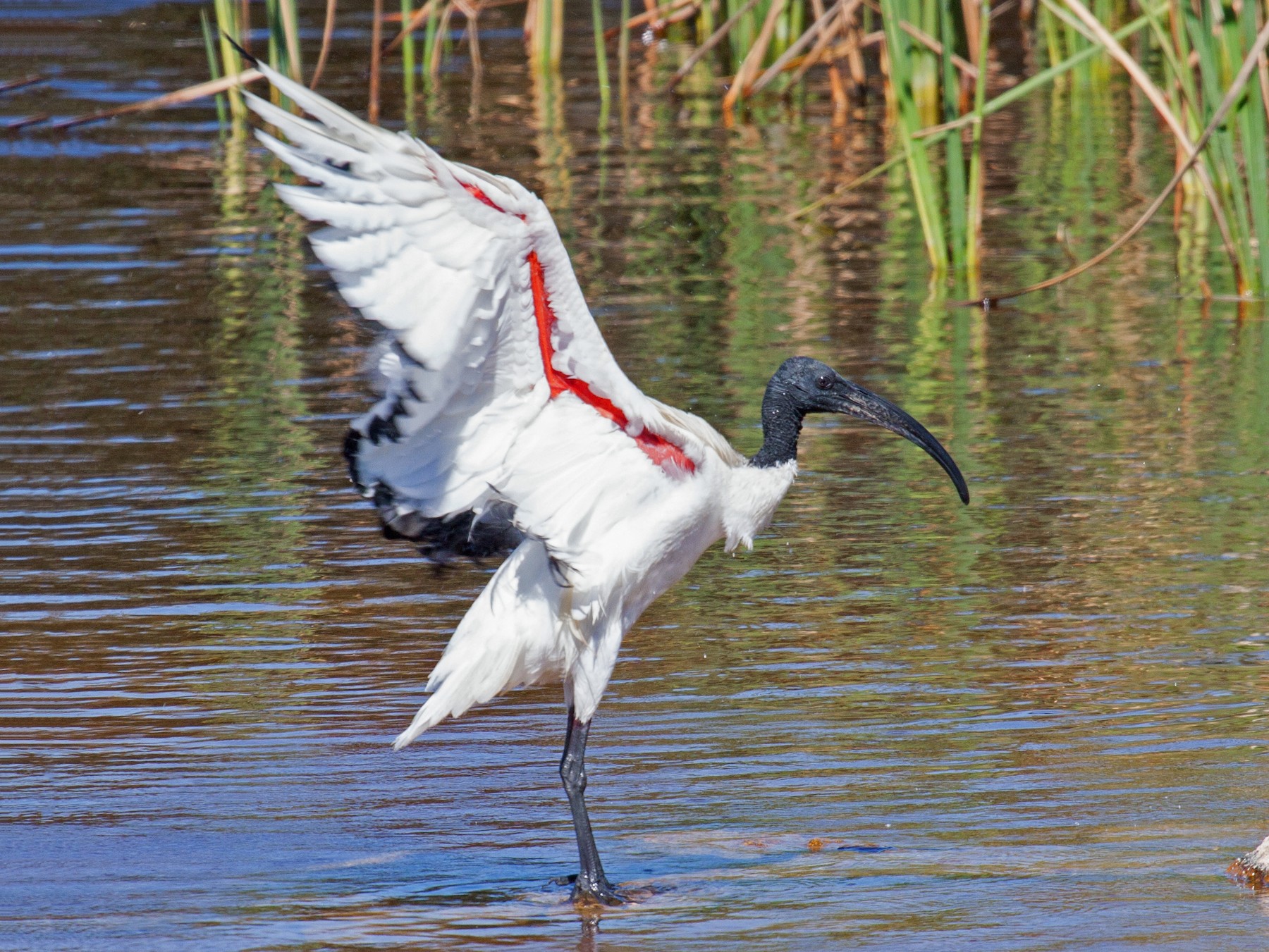 African/Malagasy Sacred Ibis - Craig Faulhaber