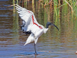  - African Sacred Ibis