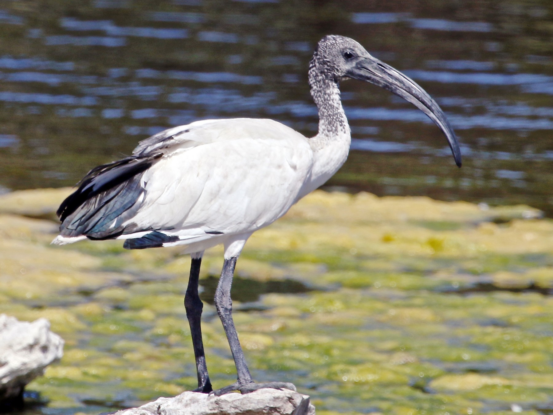 African/Malagasy Sacred Ibis - Gil Ewing