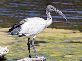  - African Sacred Ibis