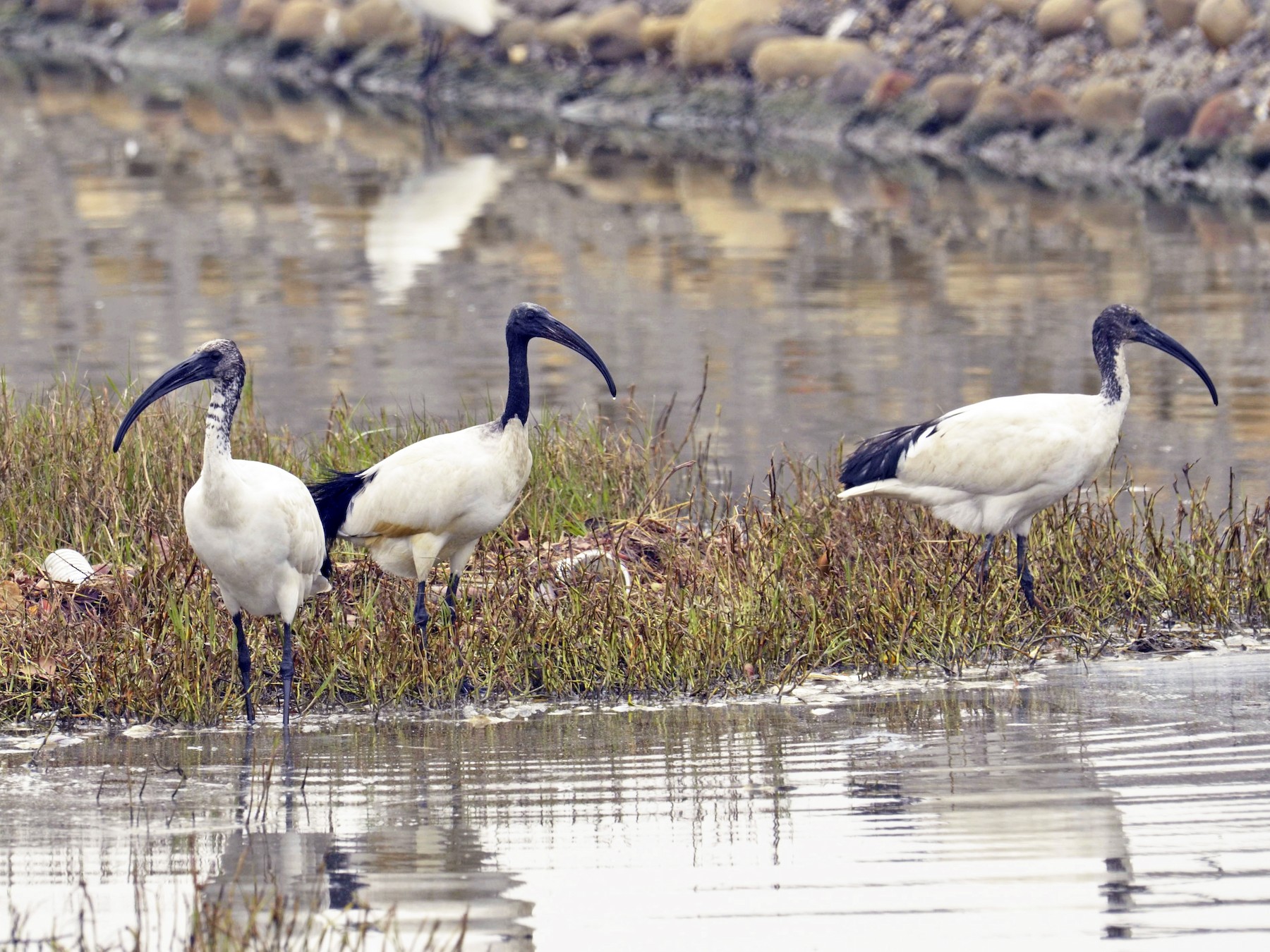 African/Malagasy Sacred Ibis - 智偉(Chih-Wei) 張(Chang)