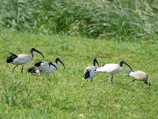  - African Sacred Ibis