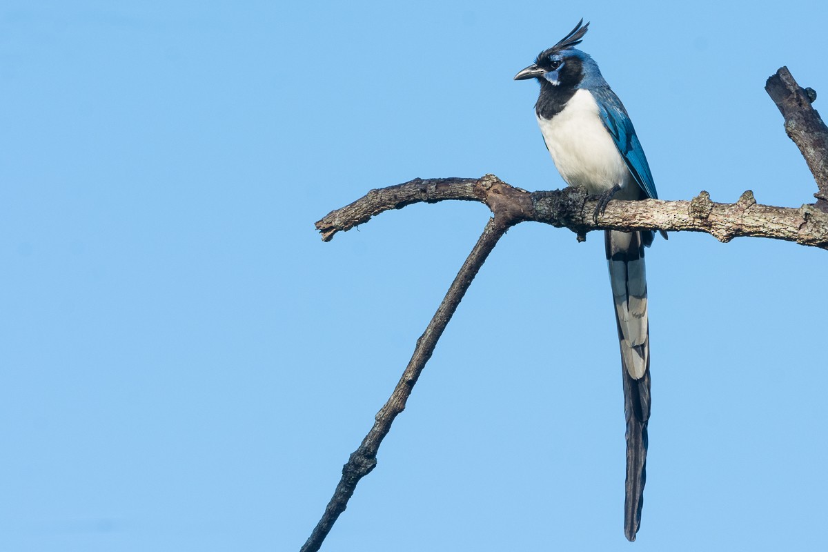 Black-throated Magpie-Jay - ML542495941