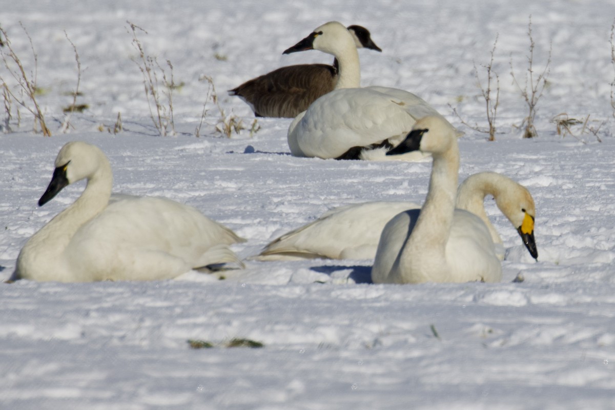 Tundra Swan (Bewick's) - ML542499031