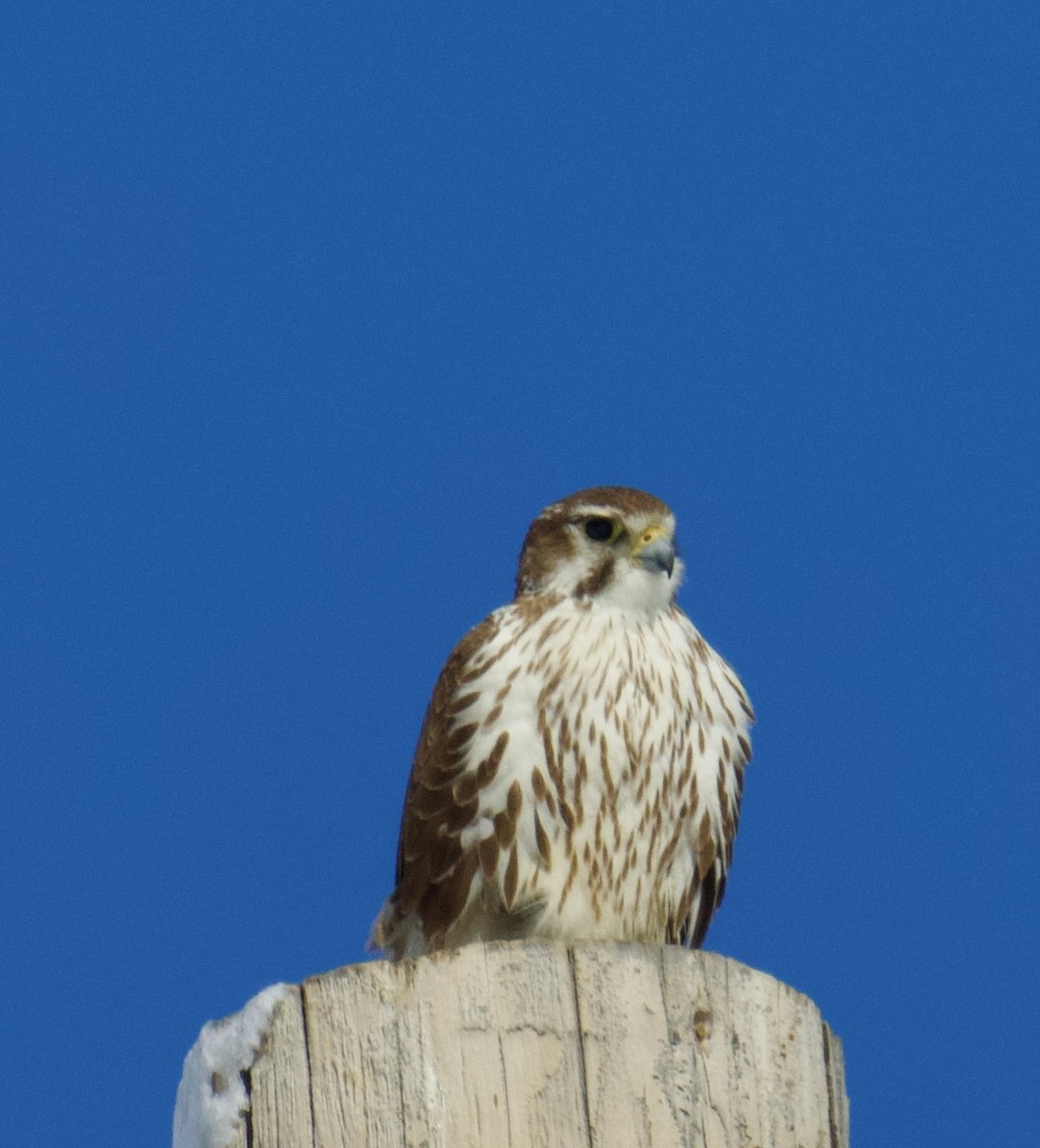 Prairie Falcon - Darren Carbone