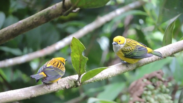 Silver-throated Tanager - ML542501471