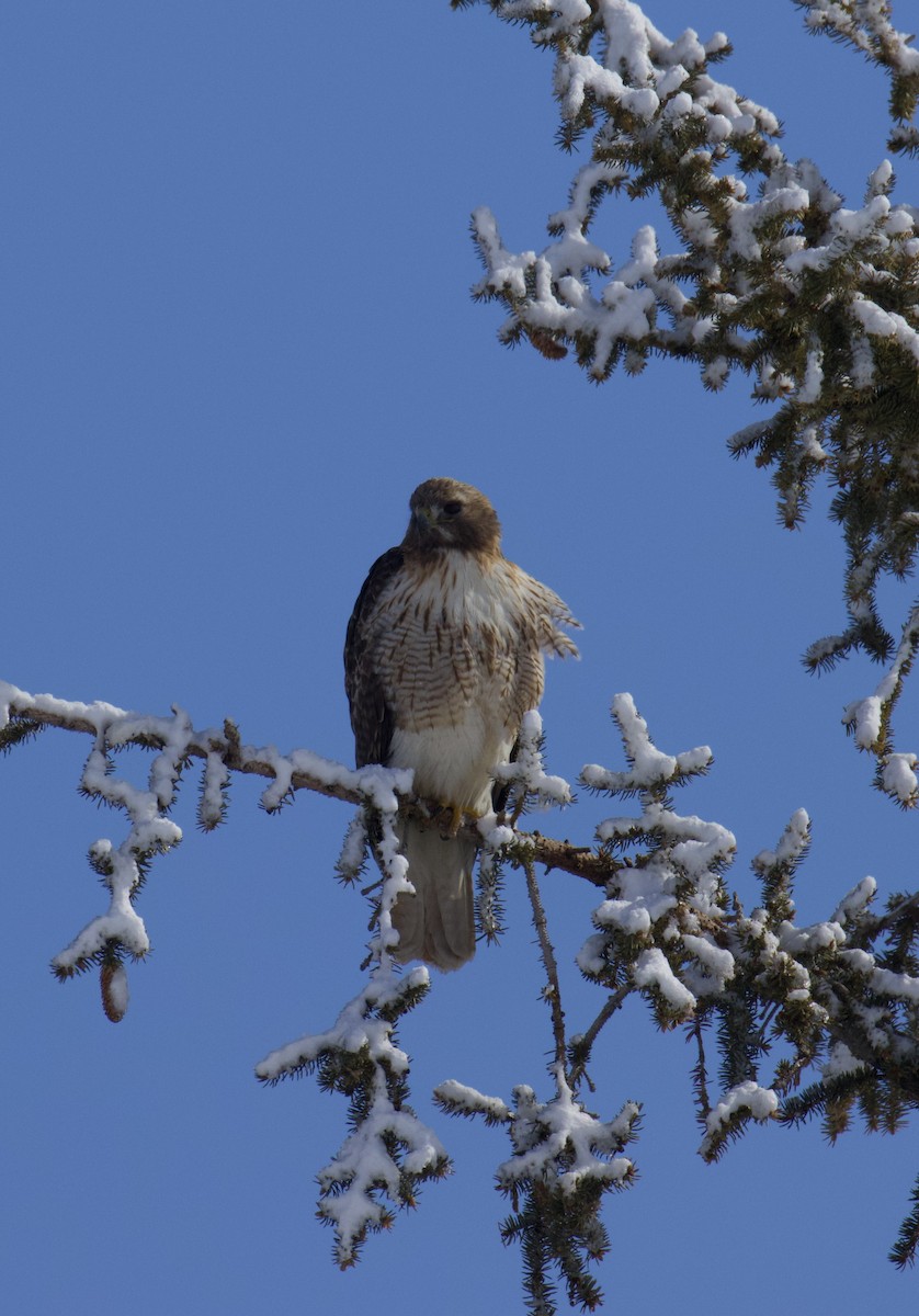Red-tailed Hawk - ML542501971