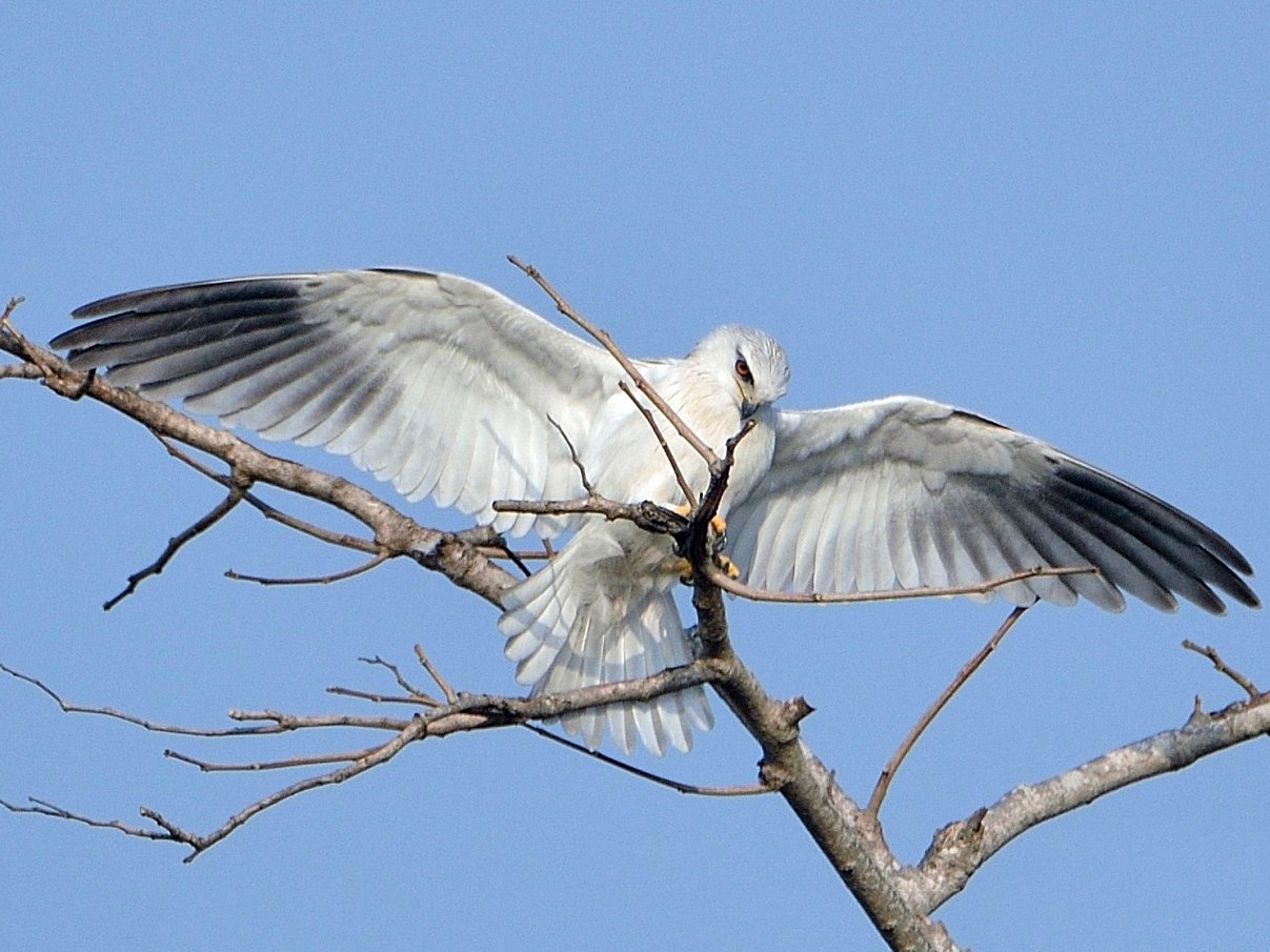 Blackwinged Kite eBird