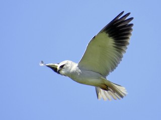  - Black-winged Kite