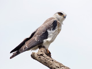  - Black-winged Kite
