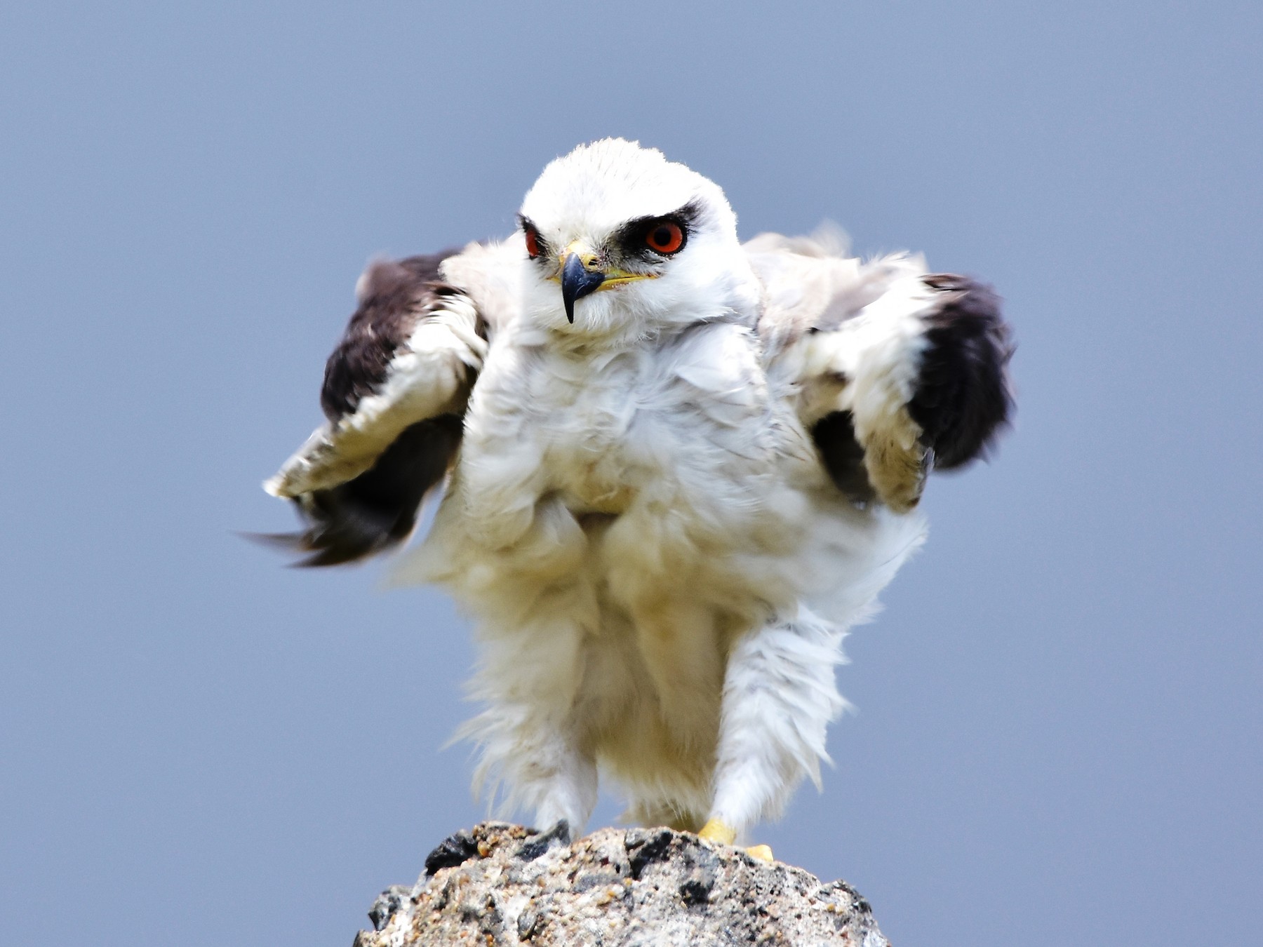 Blackwinged Kite eBird