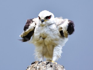  - Black-winged Kite