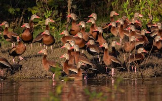 Black-bellied Whistling-Duck, ML542503741