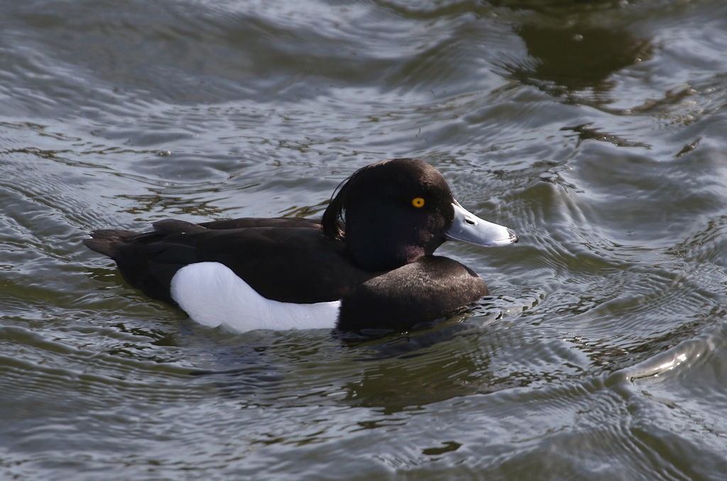 Tufted Duck - ML54250431