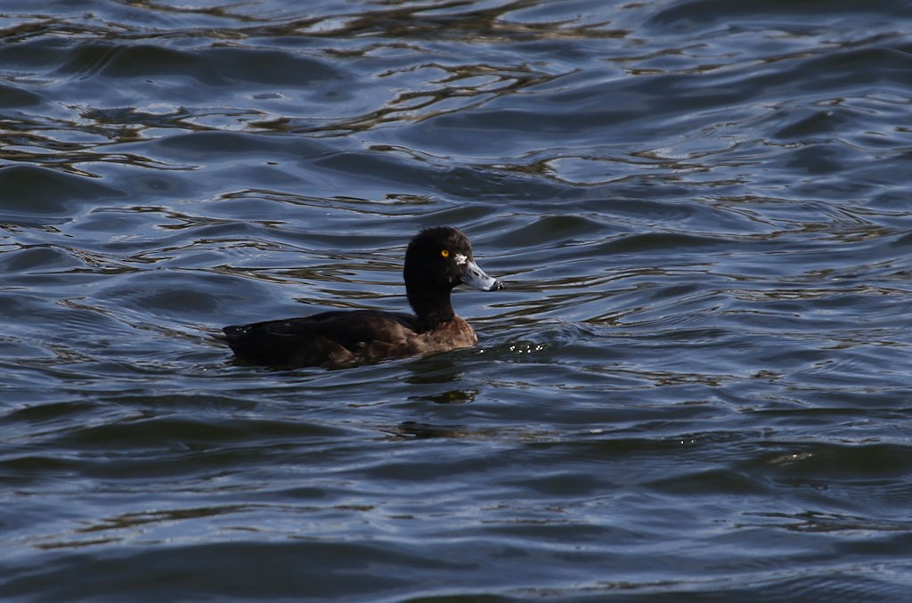 Tufted Duck - ML54250441
