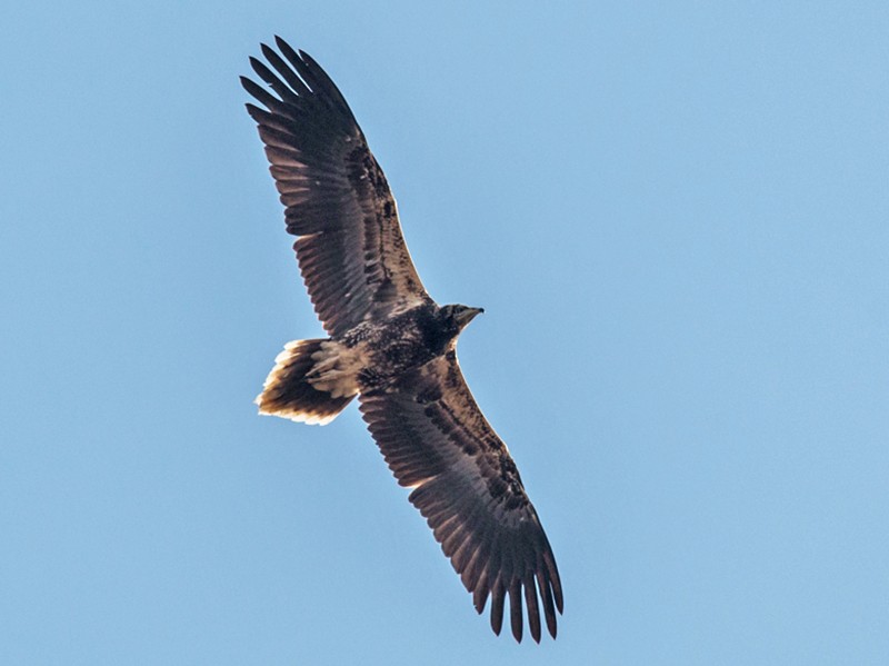 Egyptian Vulture - Pedro Nicolau