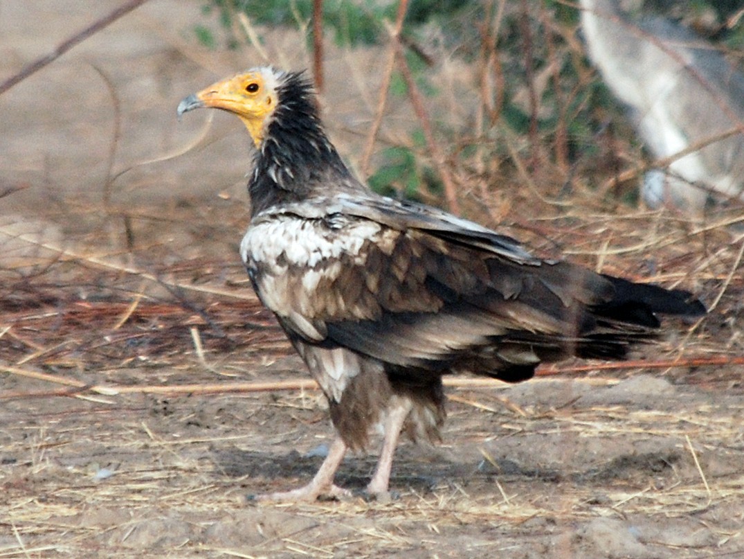 Egyptian Vulture - Nigel Voaden