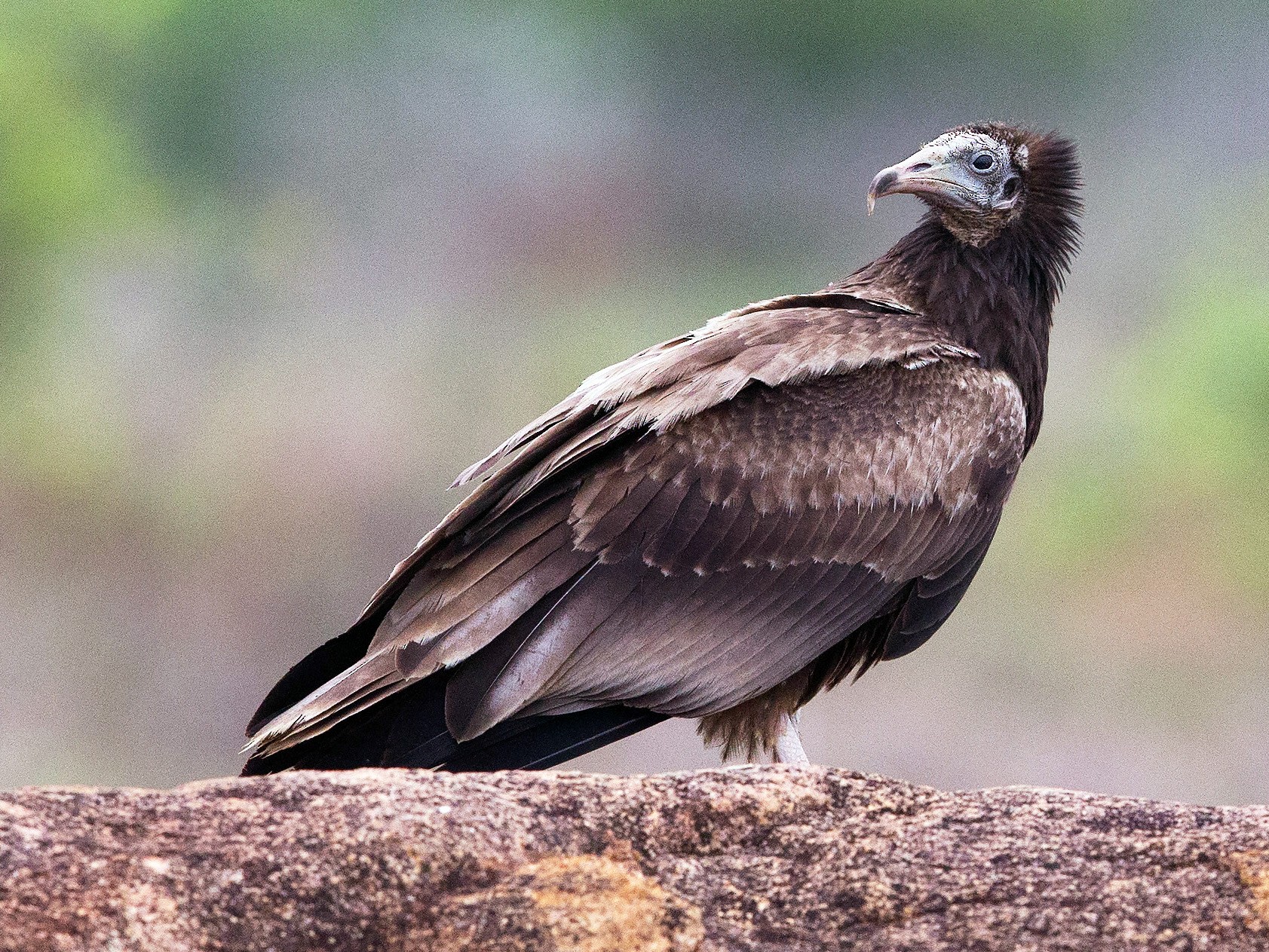 Egyptian Vulture - Subbu Rajan