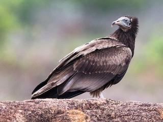 幼鳥 - Subbu Rajan - ML54250591