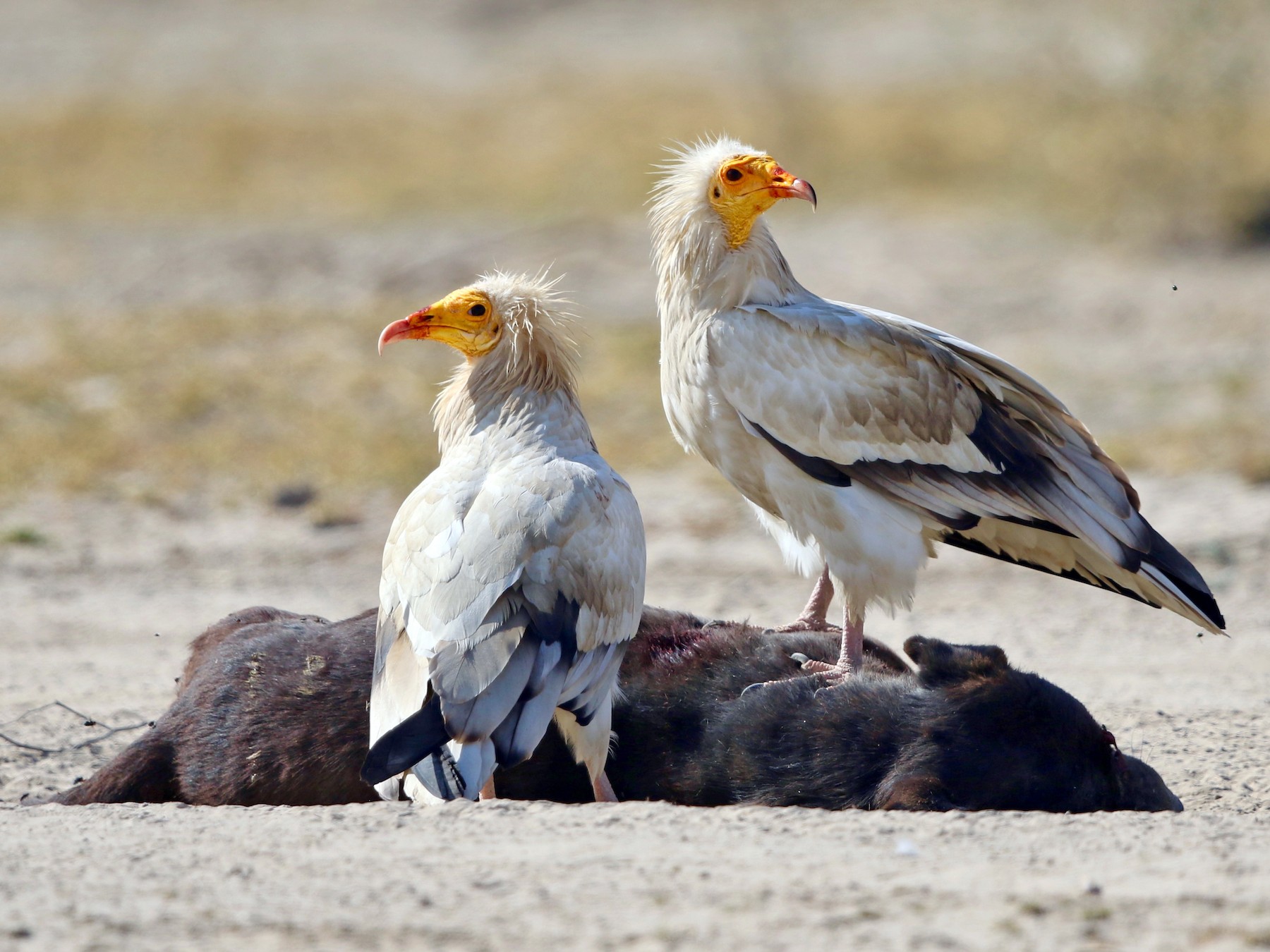 Egyptian Vulture - Stefan Hirsch