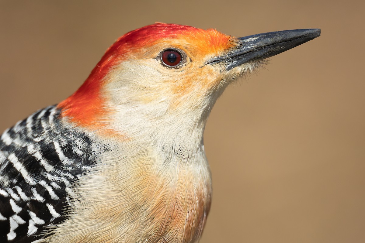 Red-bellied Woodpecker - ML542508311