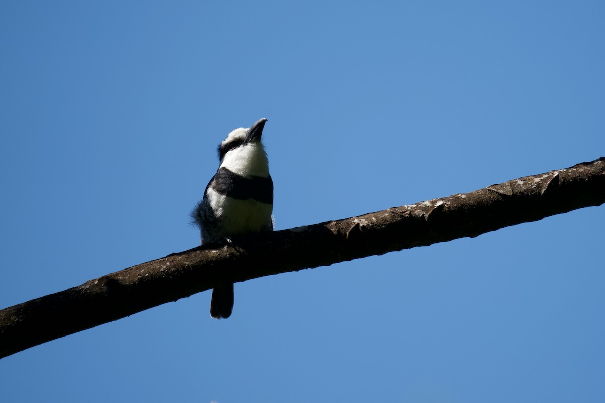 White-necked Puffbird - Benjamin Dignal