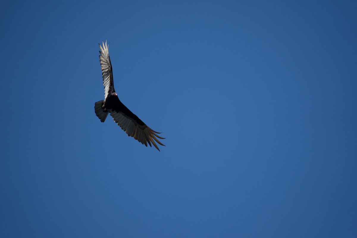 Turkey Vulture - Benjamin Dignal