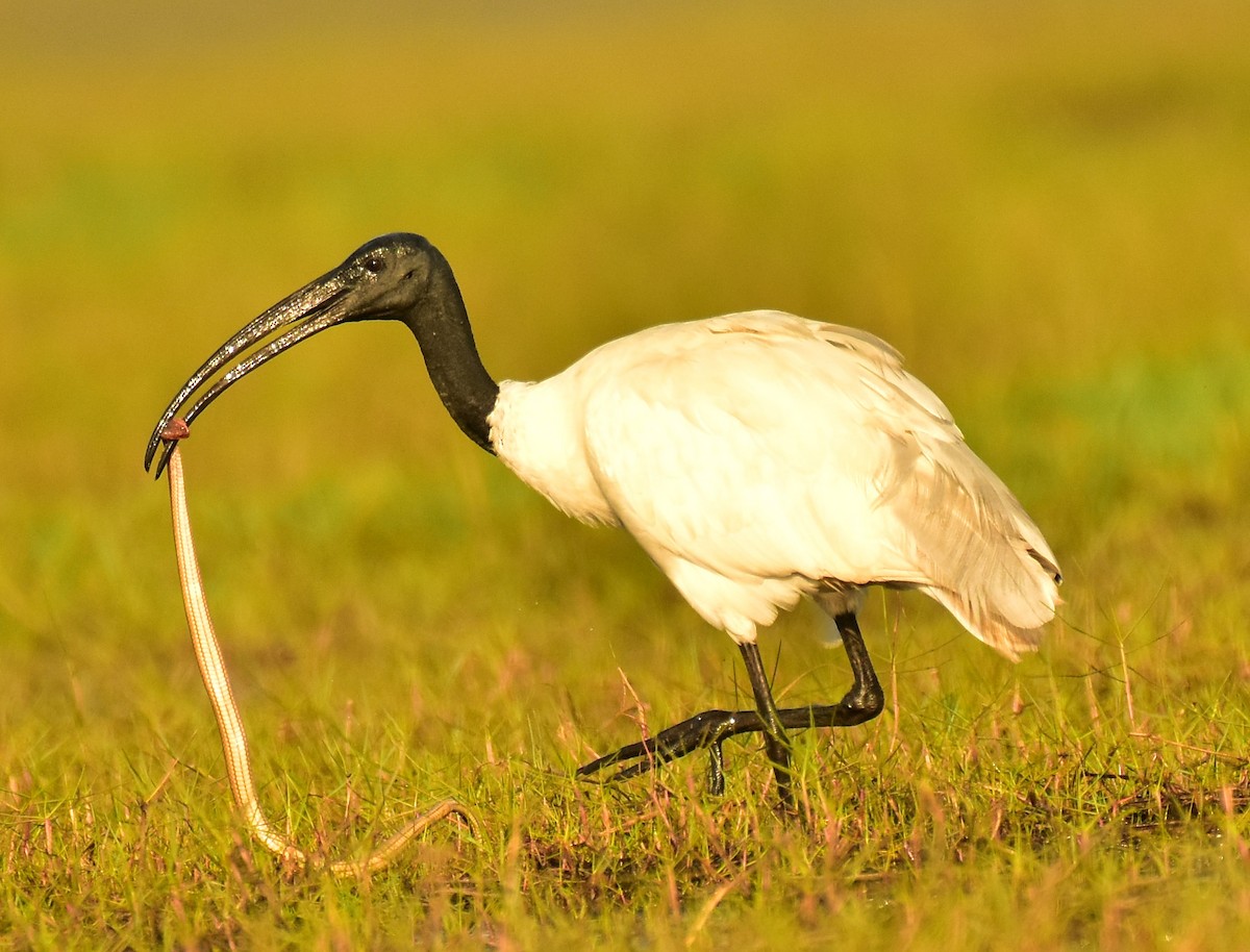 ibis černohlavý - ML542514211