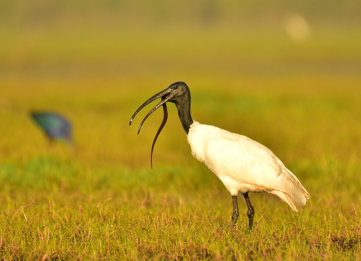 ibis černohlavý - ML542514221