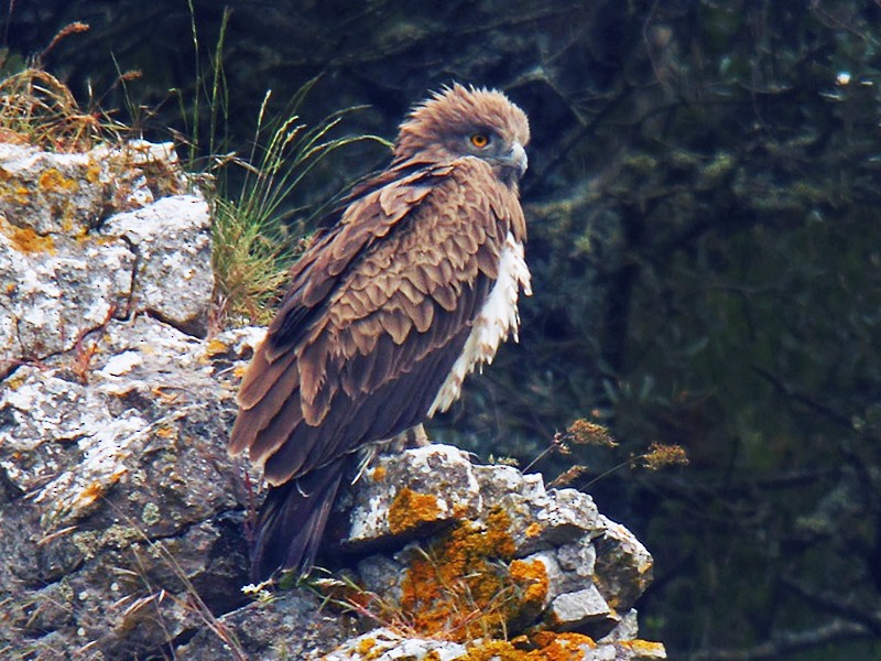 Short-toed Snake-Eagle - Mario Alonso