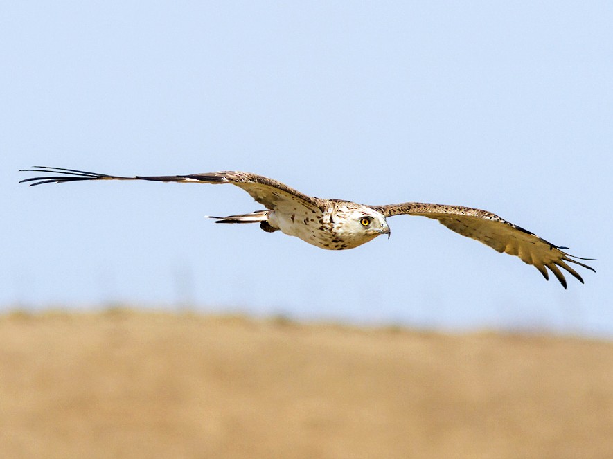 Short-toed Snake-Eagle - Yeray Seminario