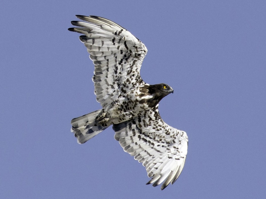 Short-toed Snake-Eagle - Batmunkh Davaasuren